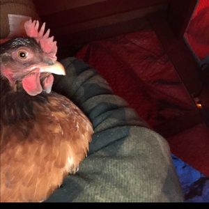 Meet your Posher, Lucy